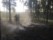 Mittelbrand Wald